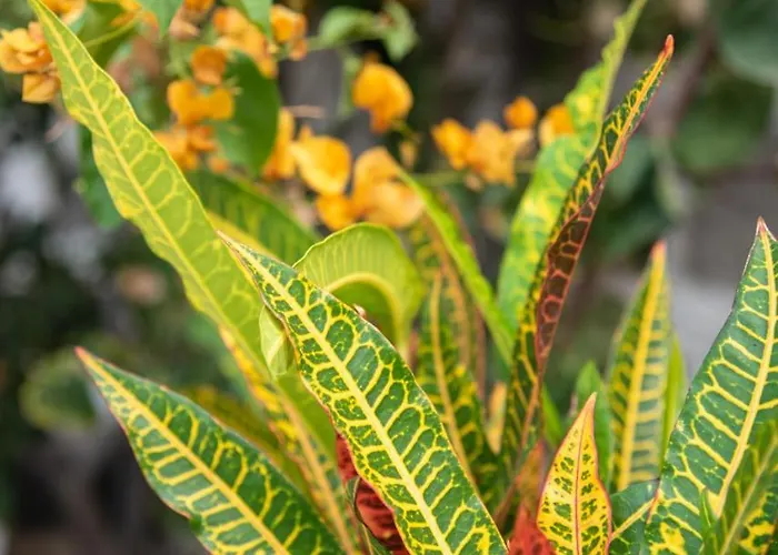 Vista Farallon * Gáldar