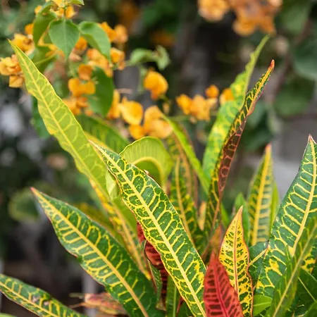 Vista Farallon * Гальдар